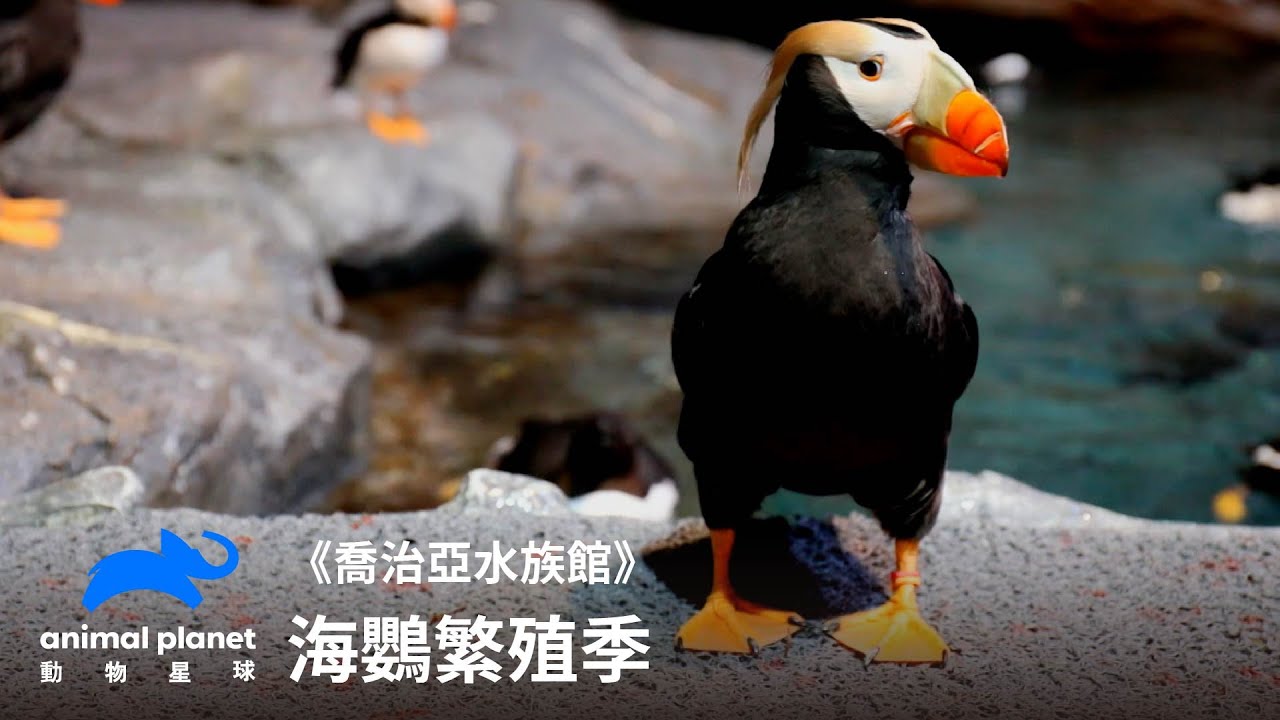 海鸚繁殖季！保育員代替採買築巢建材｜喬治亞水族館｜動物星球頻道
