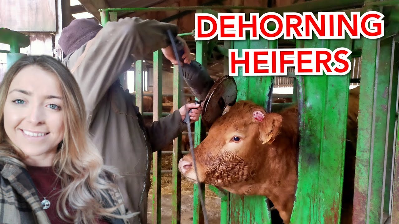 Dehorning heifer's in France