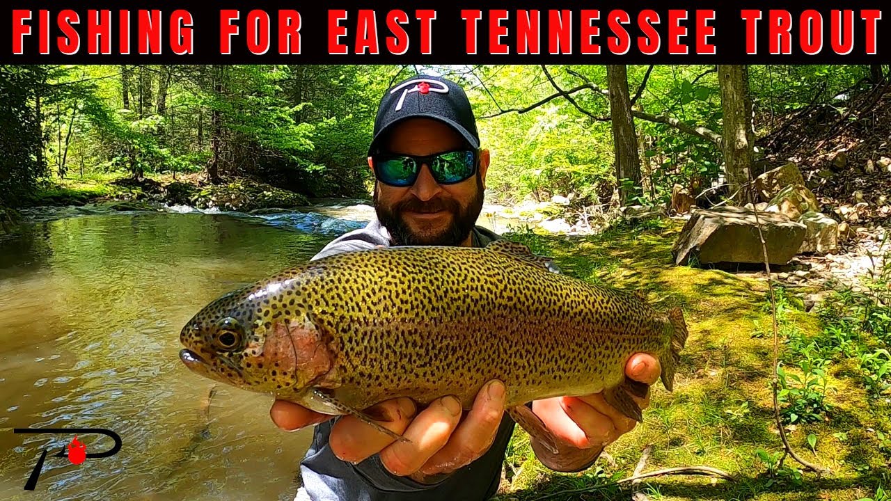 East Tennessee Trout Fishing