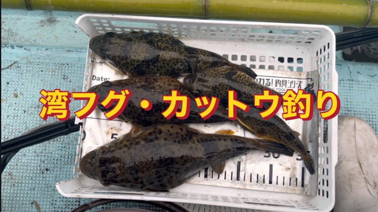【湾フグ・カットウ釣り】EP.224#湾フグ#カットウ釣り #彼岸フグ #アカメフグ #船釣り 