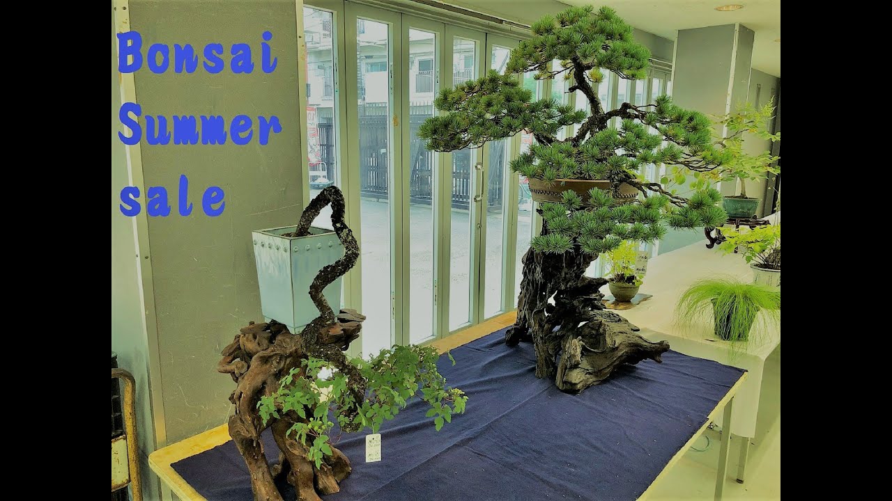 Summer sale shohin bonsai, pots, suiseki and sanyaso (- 20% discount )