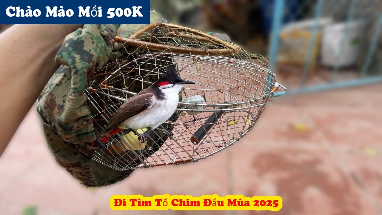 Xem Chào Mào Mồi 500K Của Cu Em Và Bắt Đầu Đi Tìm Tổ Chim Đầu Vụ 2025 // Chiến Ơi