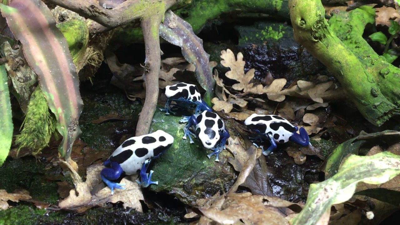 Dendrobates tinctorius Oyapock