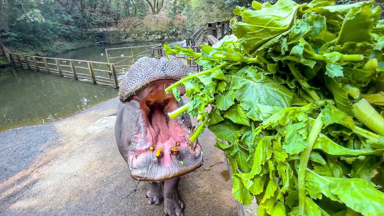 カバに大量の葉っぱを一気にあげると…？【大根葉】