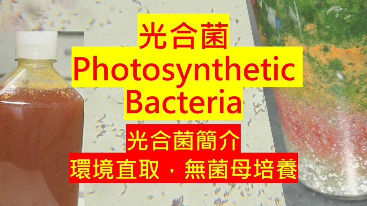 光合菌PSB介紹與培養，一次滿足