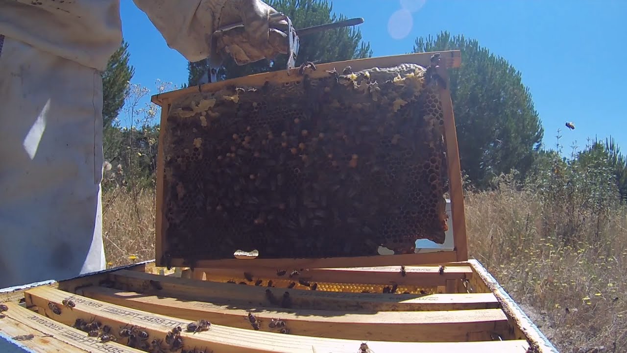 Apicultura   Colmeia Zanganeira