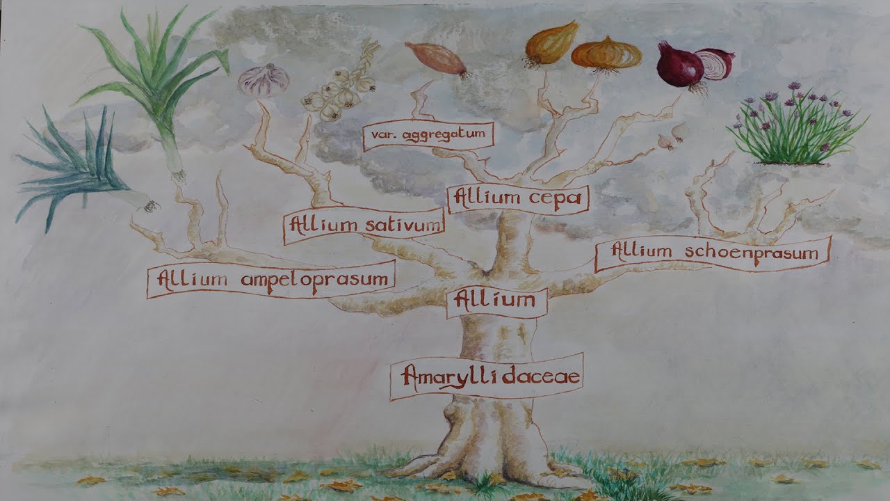 How to save onion seeds