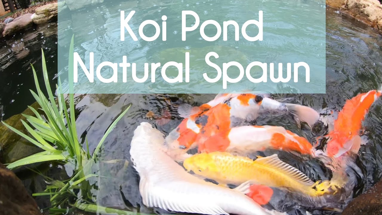 Koi Pond Natural Spawning -Koi Breeding Koi Mating A Beginner&rsquo;s Note 錦鯉池產卵 Hồ c&aacute; koi sinh sản