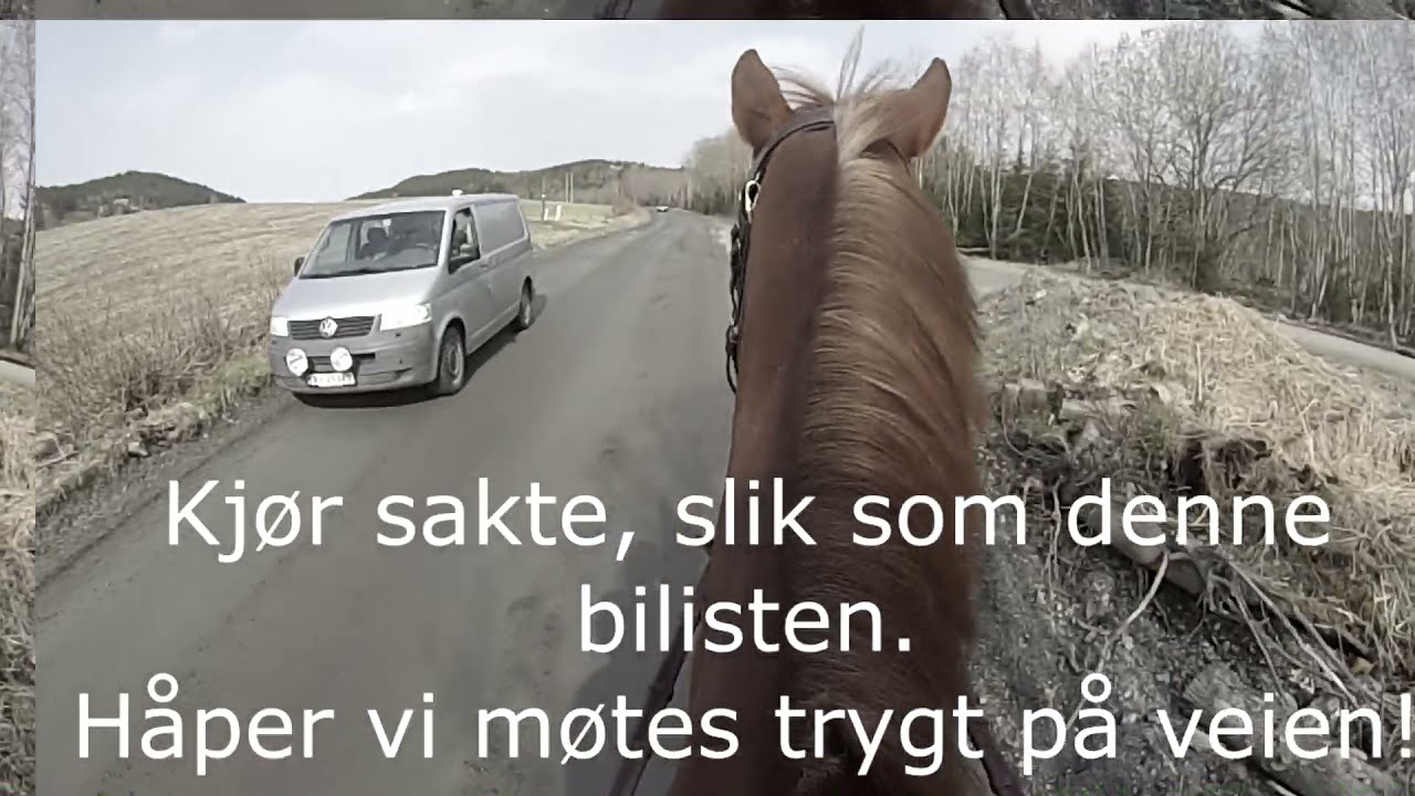 Hest i trafikken
