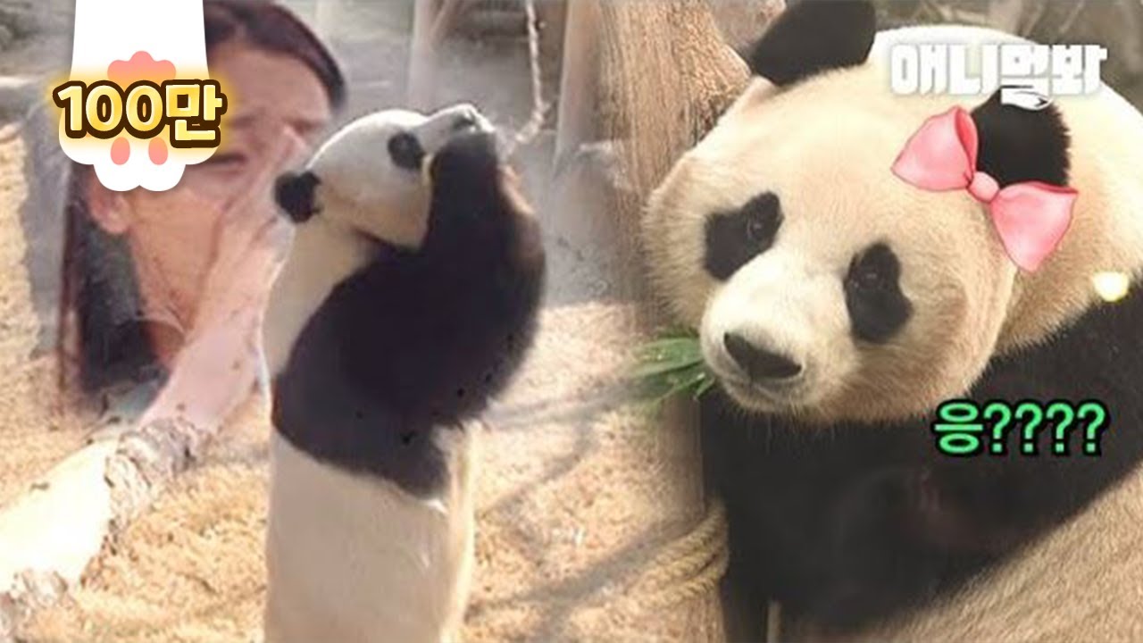 Первое свидание вслепую Panda's Life lol. Результат есть?