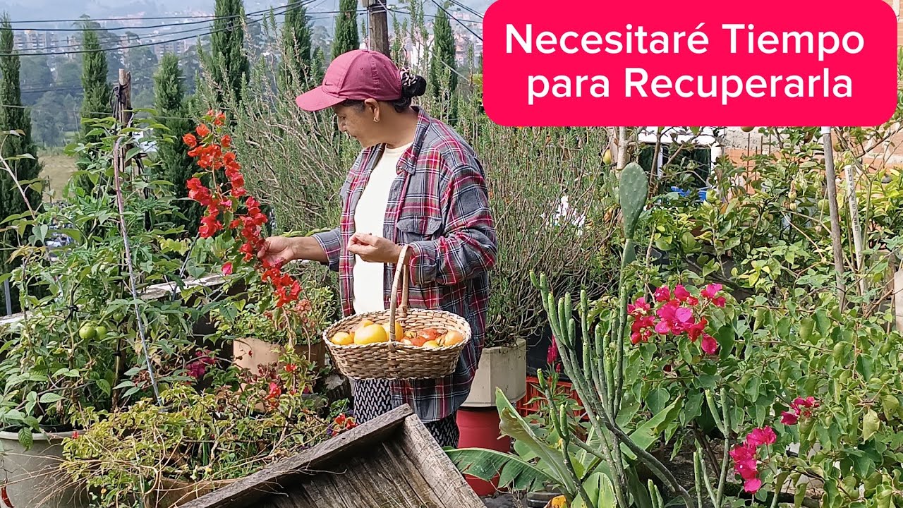 No Siempre Nuestras Plantas están en Buenas condiciones 😕💚🧑‍🌾💙🫒