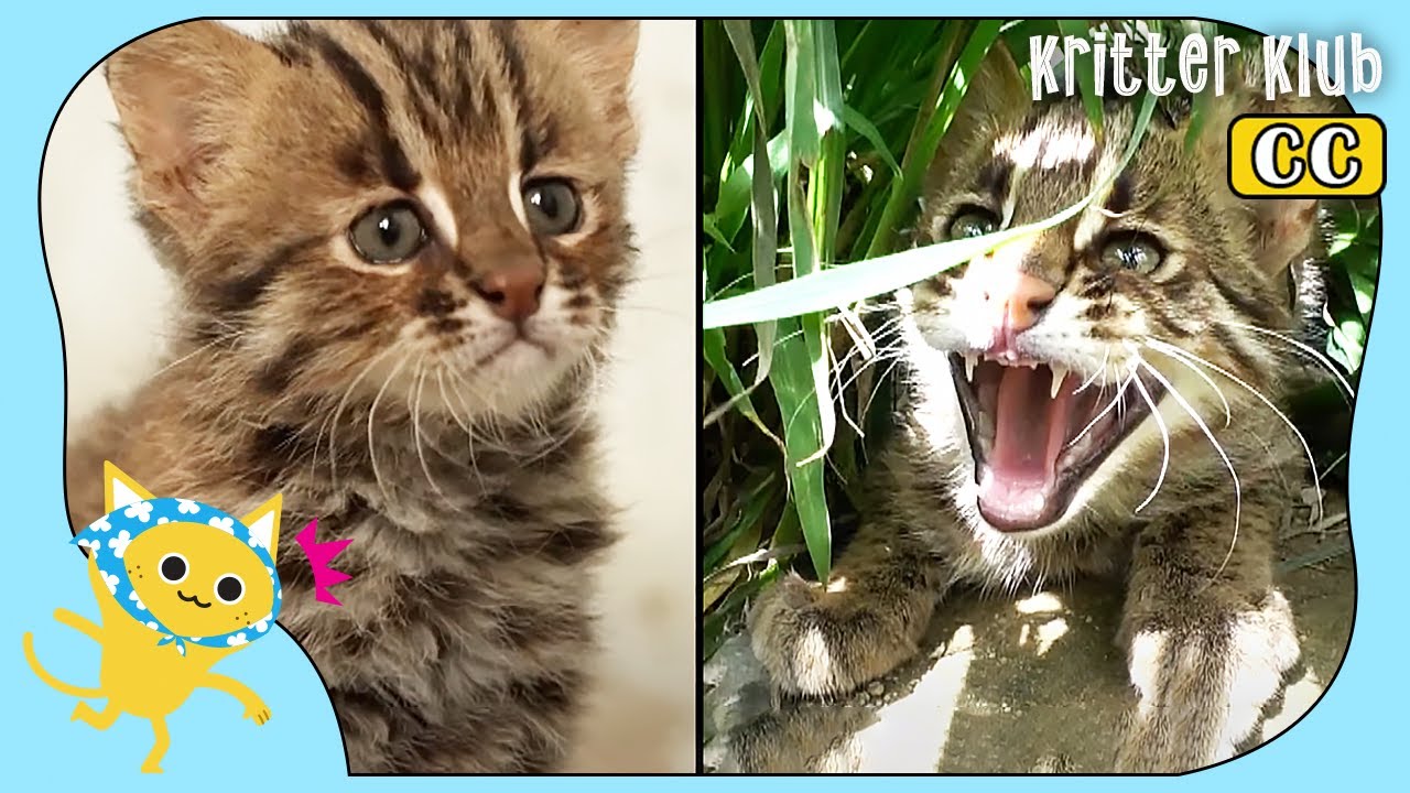 Gentle Rescued Baby Leopard Cat Grows Up Human-Repulsive (Part 4) | Kritter Klub