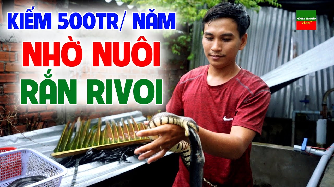 Kiếm 500tr/năm quá đơn giản nhờ nghề nuôi rắn Rivoi trong bể xi măng
