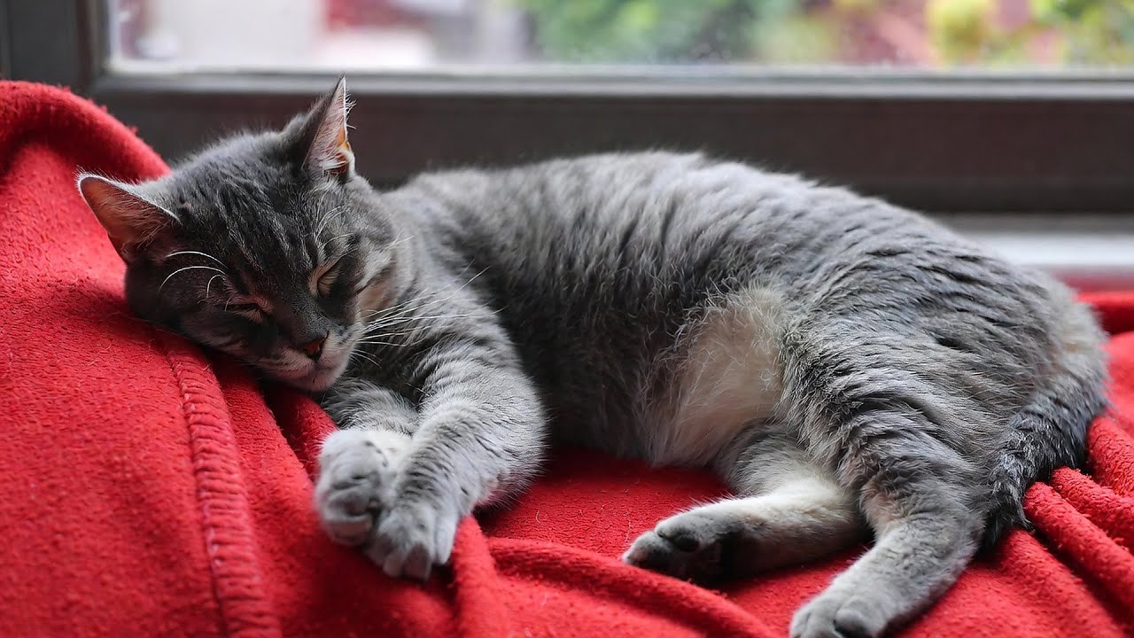 LIVE 🐱 Sleepy Cat Dreaming to Soft Piano Music at Night 🌙 | Season 12