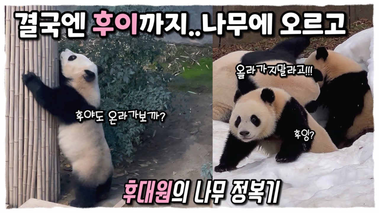 아침에 크게혼난 쌍둥이바오들🐼 퇴근시간 결국 후이가 큰마음 먹고 나무타기에 도전!