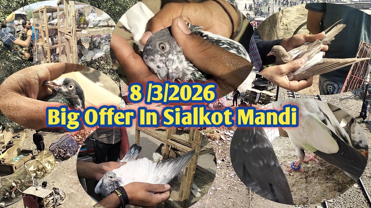 Big Offer In Sialkot Mandi 