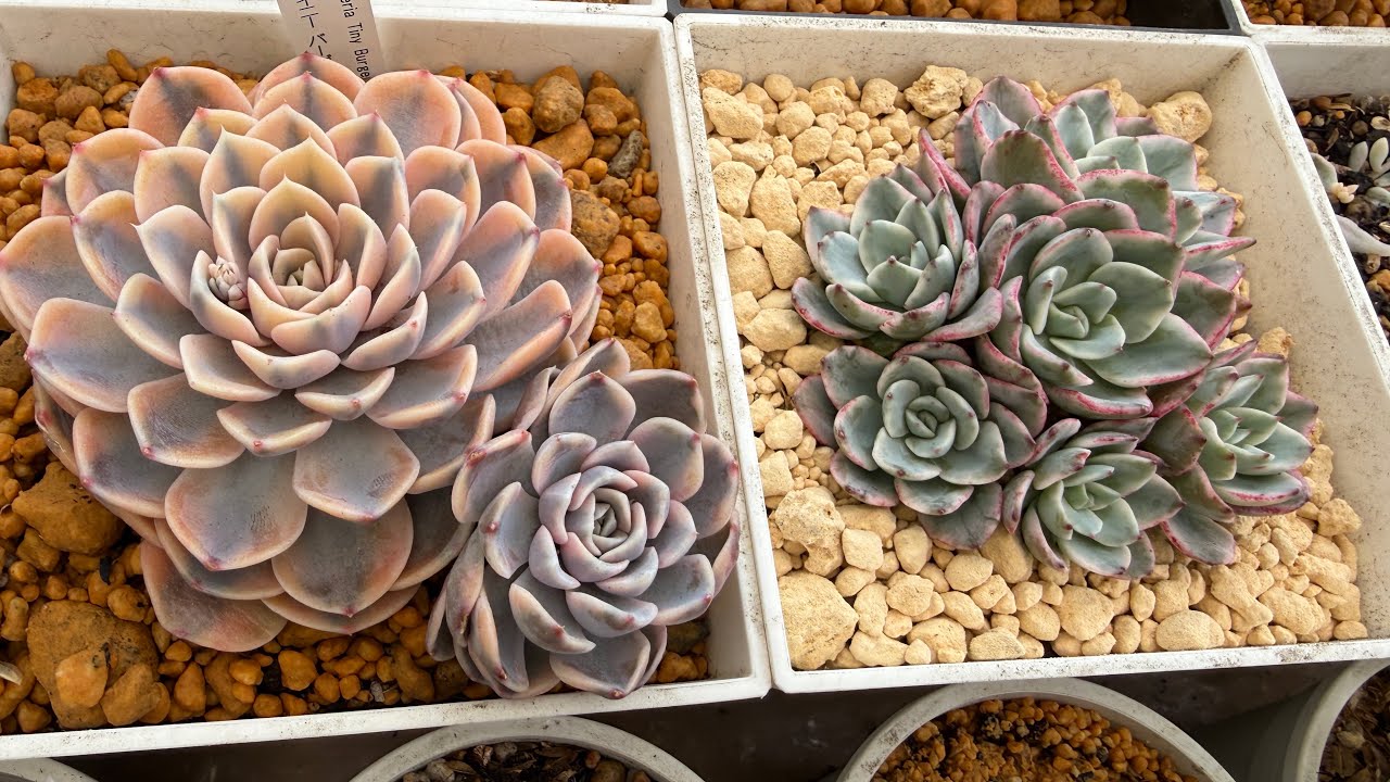 Las suculentas consentidas de mi jardín 🥰😍
