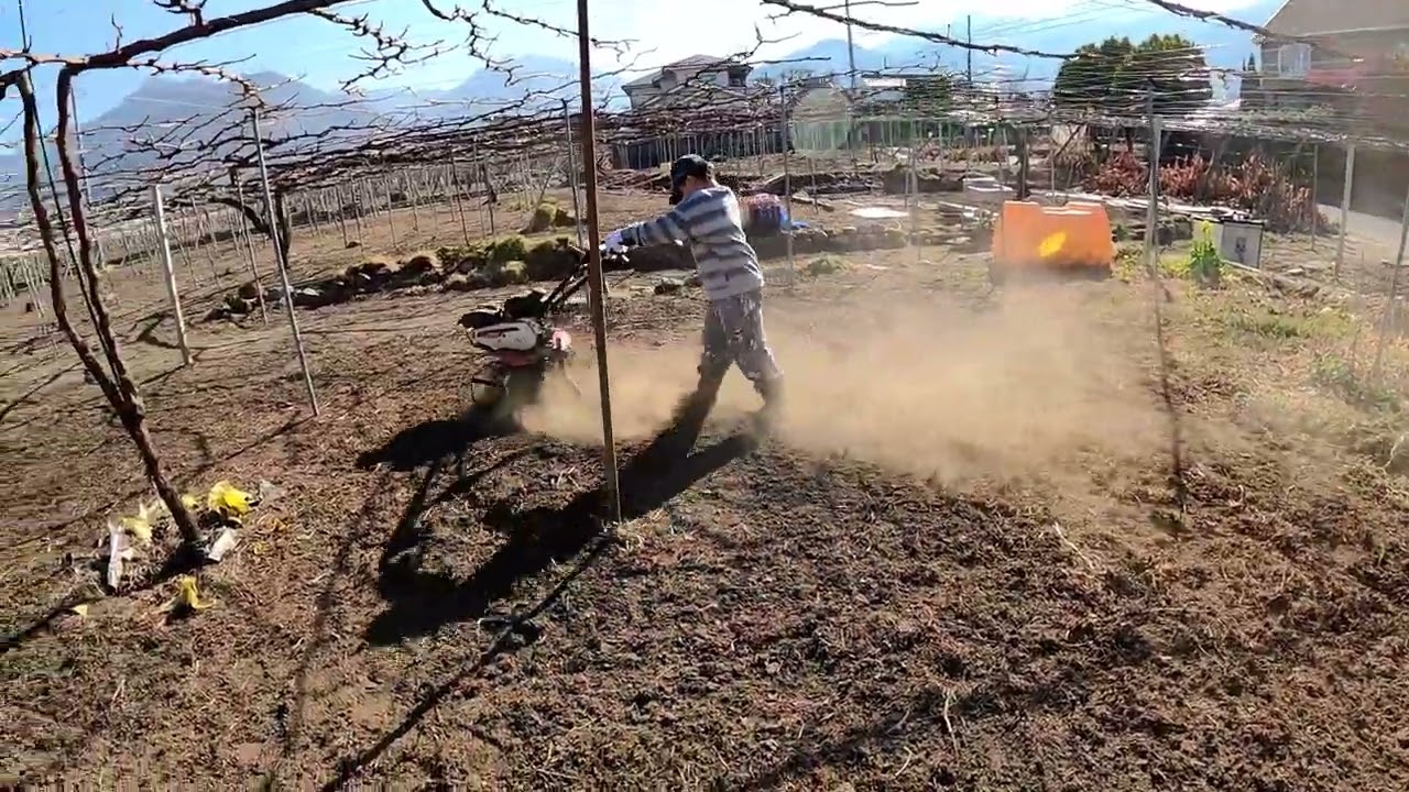 ぶどう農園の作業　ロングバージョン　2026年2月22日　雑草が伸びてきた　この時期に草刈りをする　強力な助っ人現る