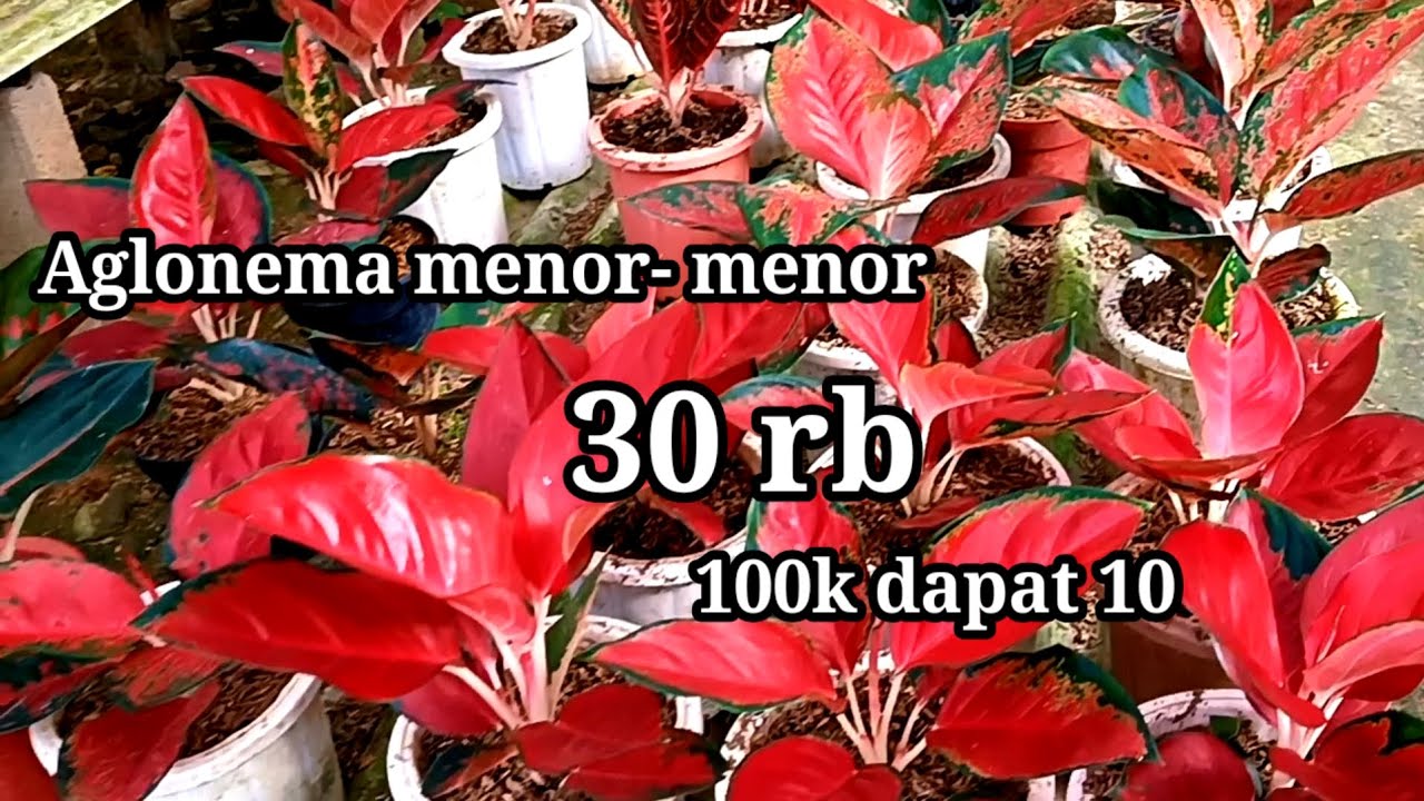 Aglonema cantik² 100k dapat 10# tananhias
