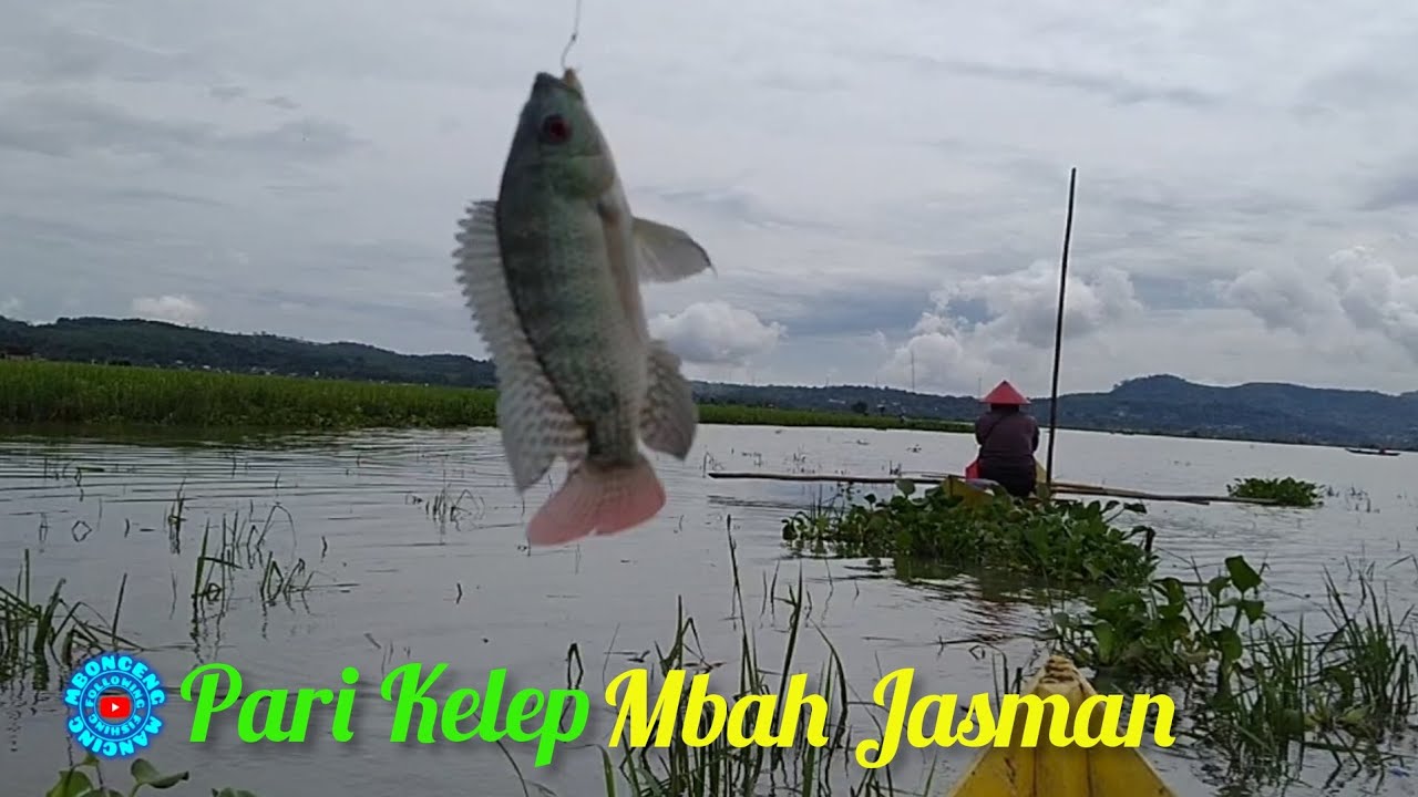 Spot Pari Kelep Mbah Jasman ‼️ Mancing Rawa Pening Terbaru @mboncengmancing #80