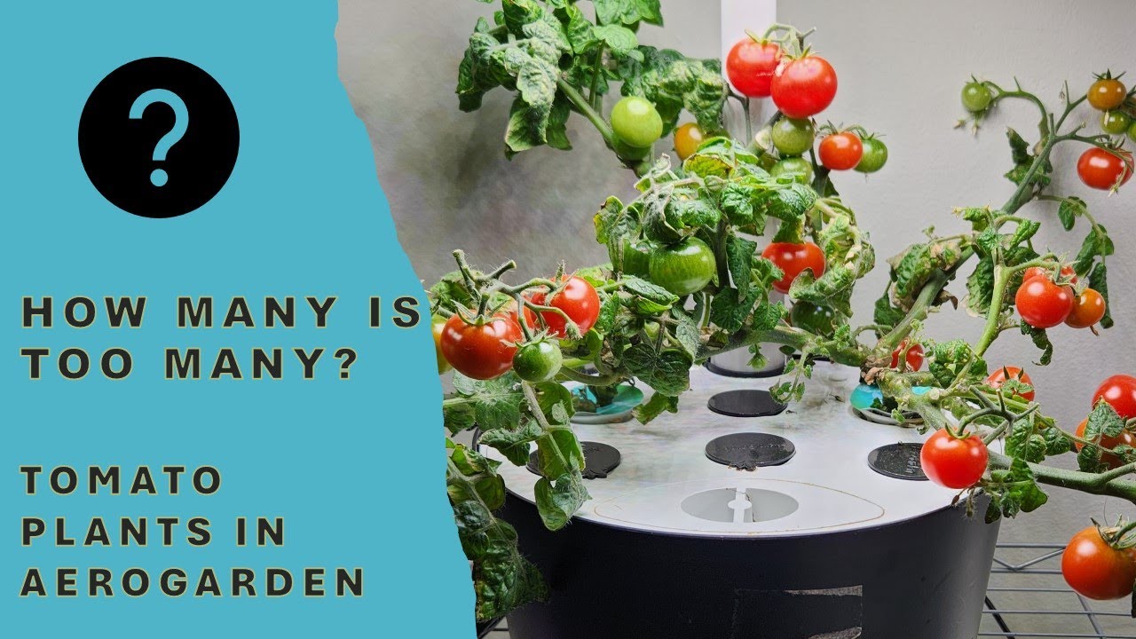 How many tomato plants is too many in Aerogarden?