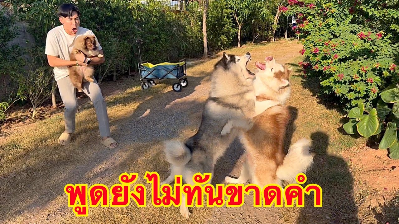 เรื่องวุ่นๆของวัยรุ่นกระแสตก ถ่ายแต่พวกตัวเล็กดีหนักฟัดกันหน้ากล้องโชว์ไปเลย