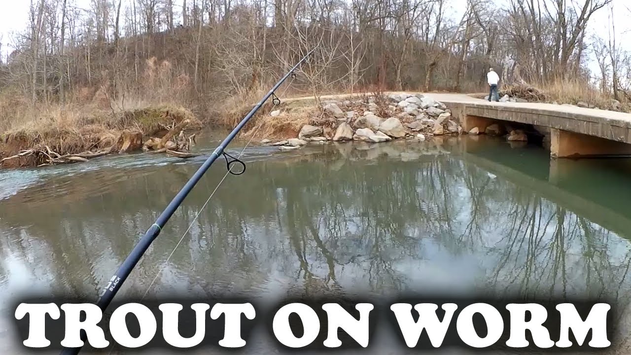 Trout Fishing with Nightcrawlers! Can I Catch Trout With Worms?