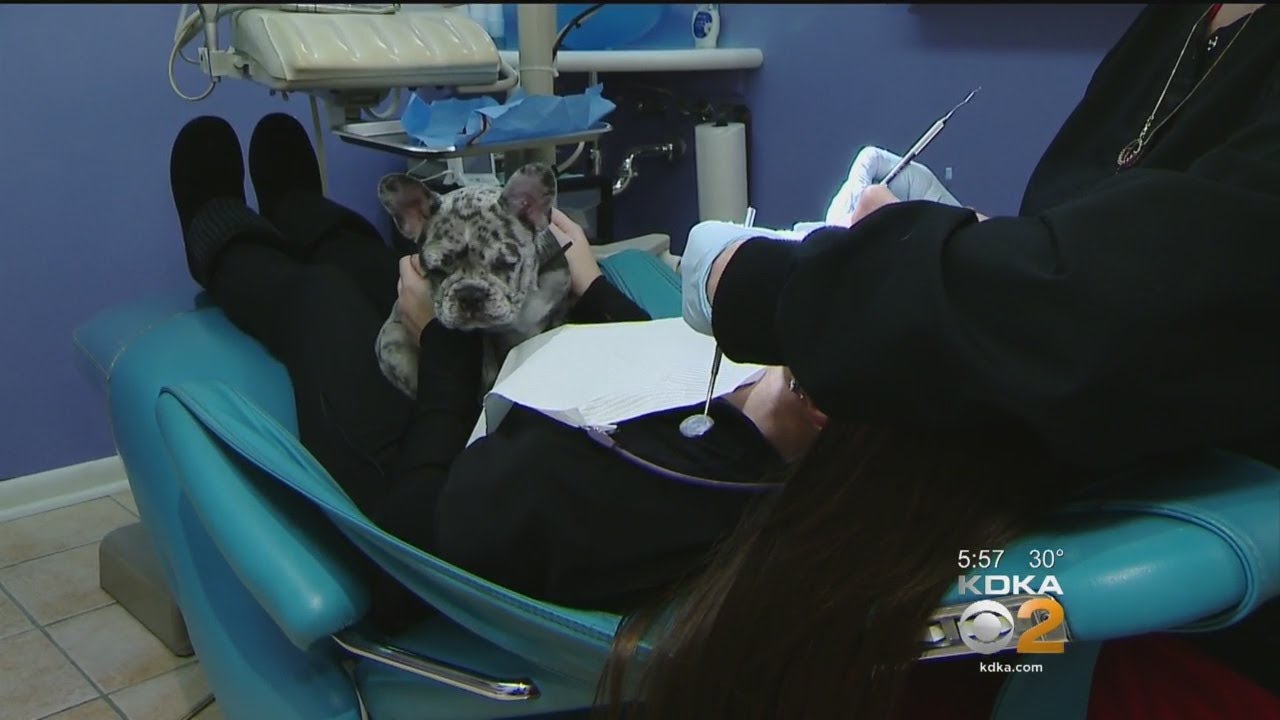 Therapy Dog Helps People With Fear Of Going To The Dentist