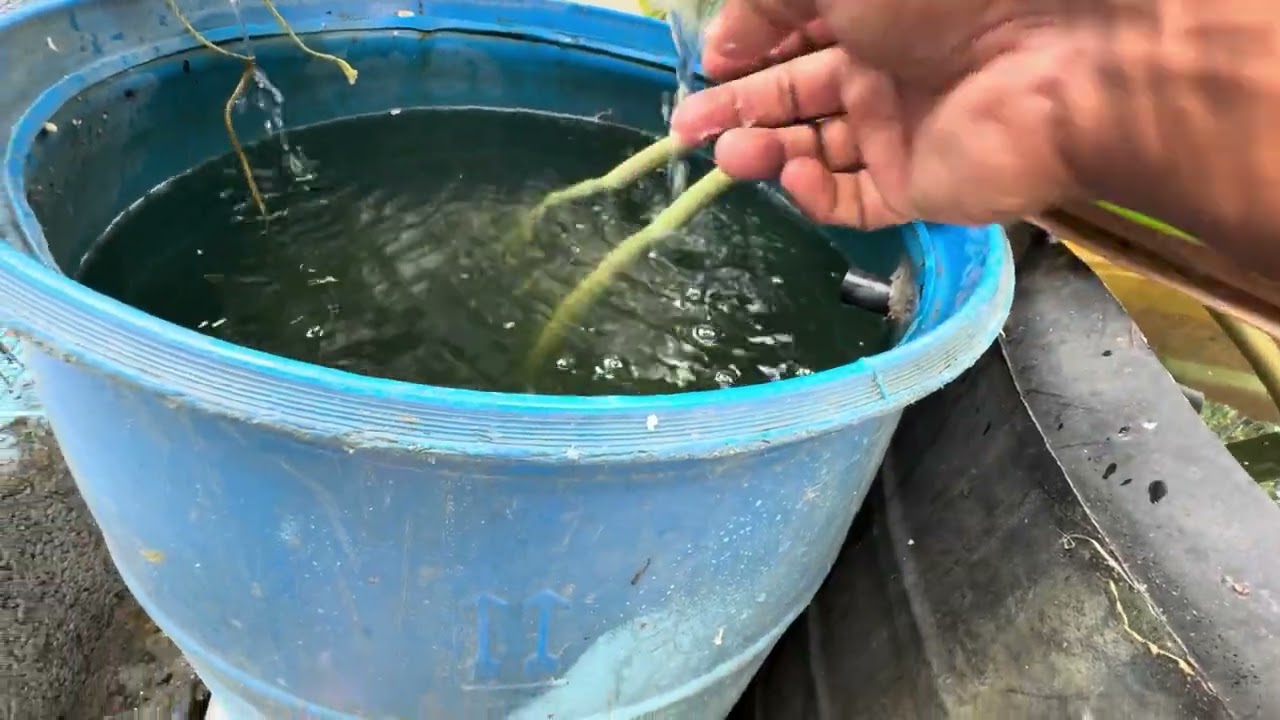 Our tank