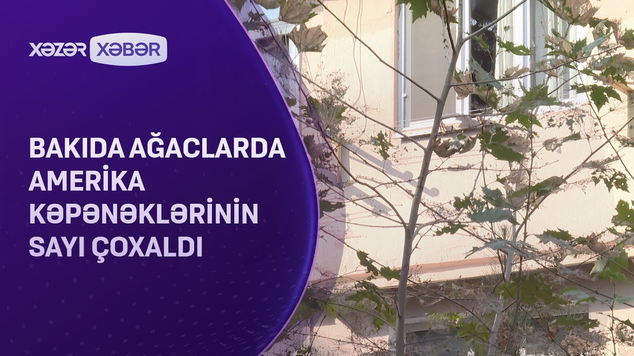 Bakıda ağaclarda 
