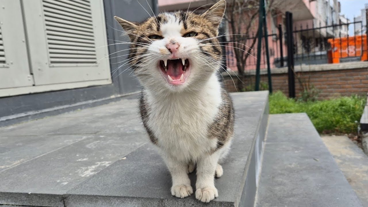 It's Very Cold. Poor Street Cats are Cold and Hungry.