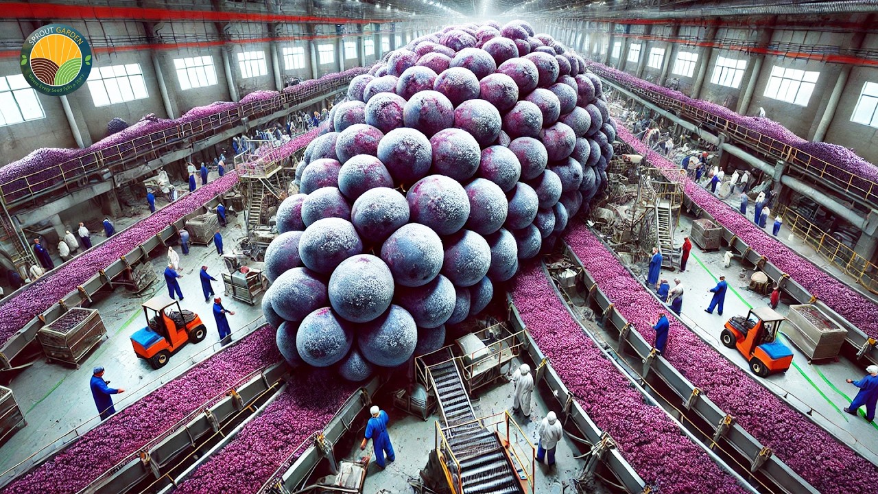 Как фермеры собирают виноград сорта «Снежный виноград» — процесс производства вина из этого сорта...