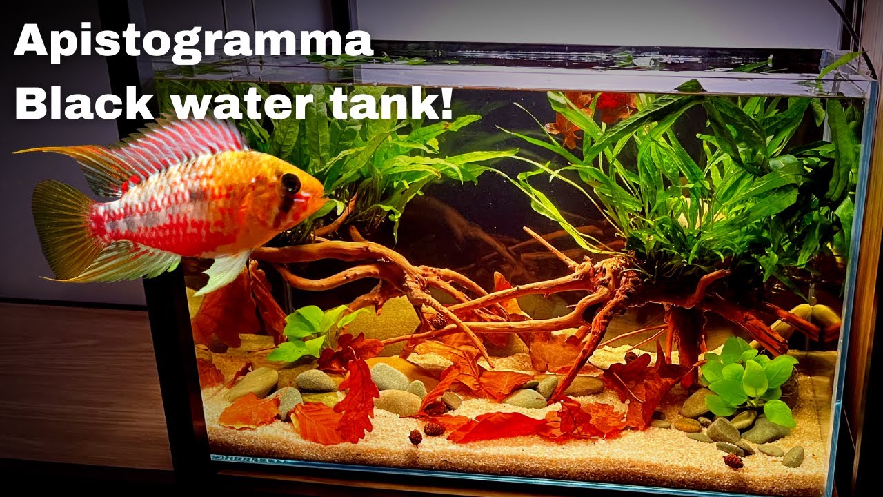 Black water for Apistogramma Hongsloi: Low cost, Low tech tutorial.