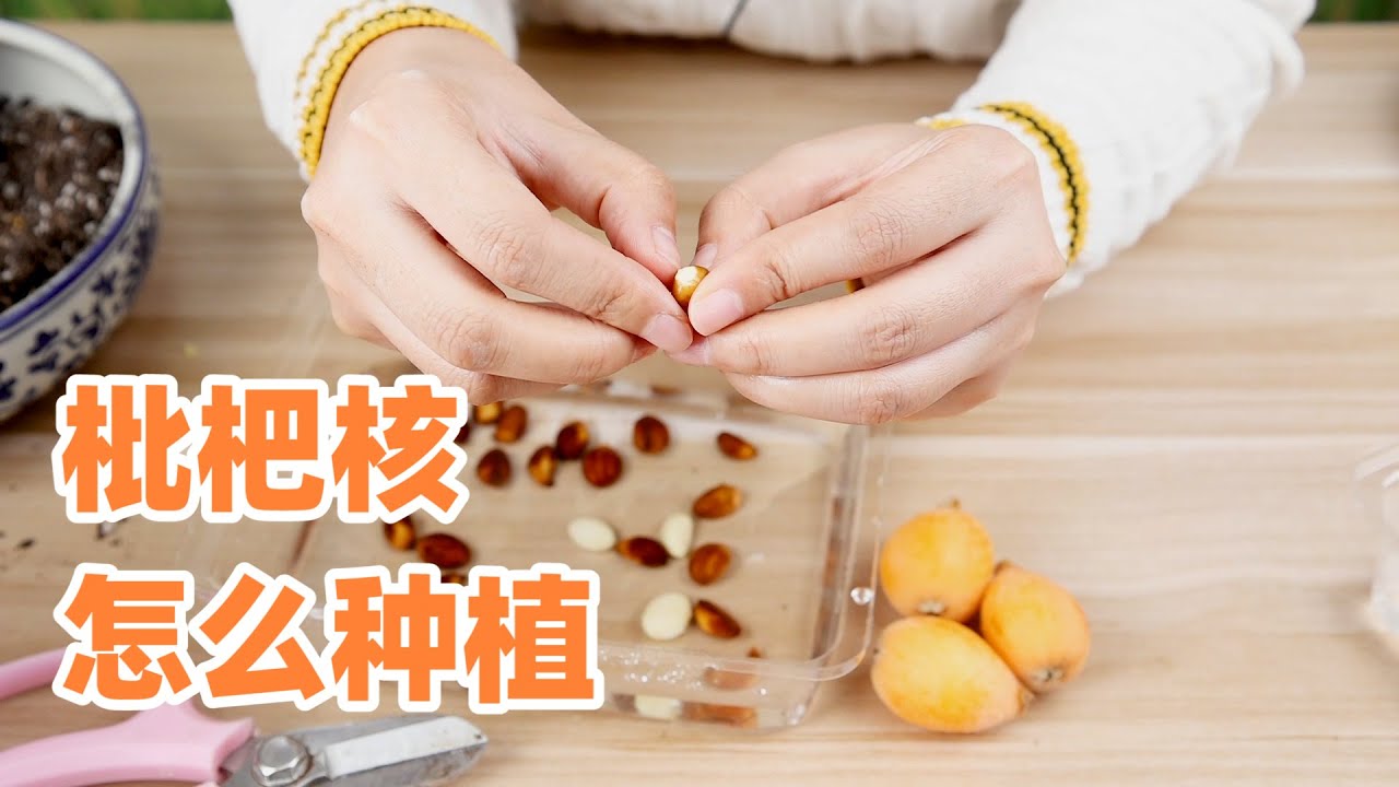 吃完的枇杷核不要扔，教你輕鬆種出小盆栽！