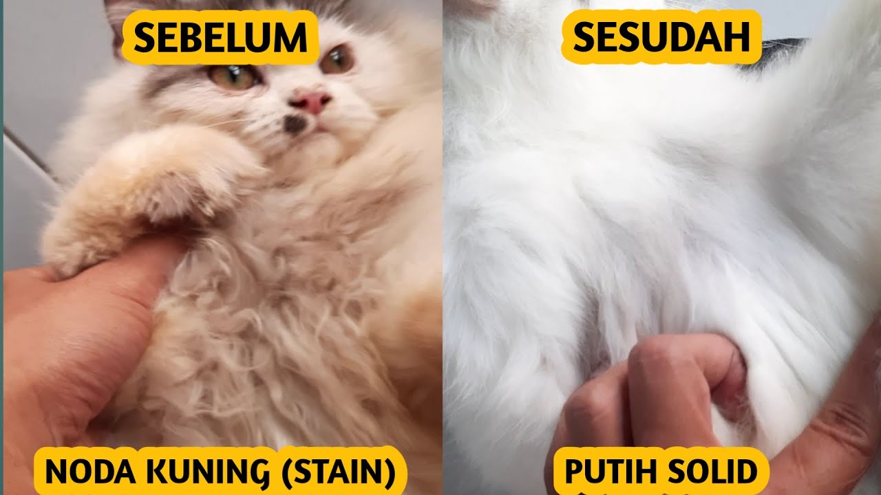 Cara Cepat Dan Ampuh Menghilangkan Noda Kuning (Stain) Pada Bulu Putih Kucing