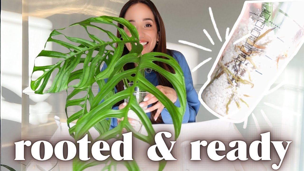 monstera esqueleto repot + philodendron patriciae check-in
