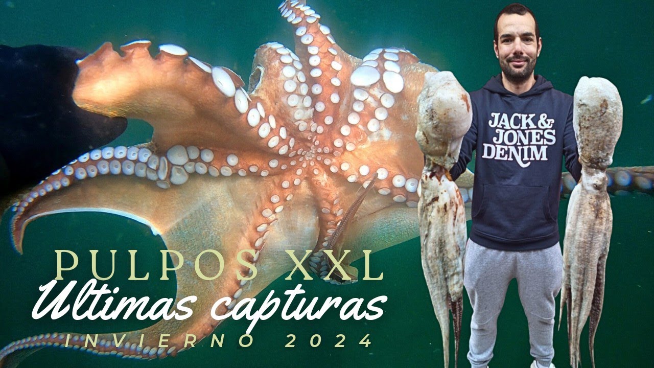 🔱ASÍ PESCO ESTOS PULPOS GIGANTES EN APNEA // PESCA SUBMARINA💥LOS ÚLTIMOS PULPOS XXL DE LA TEMPORADA