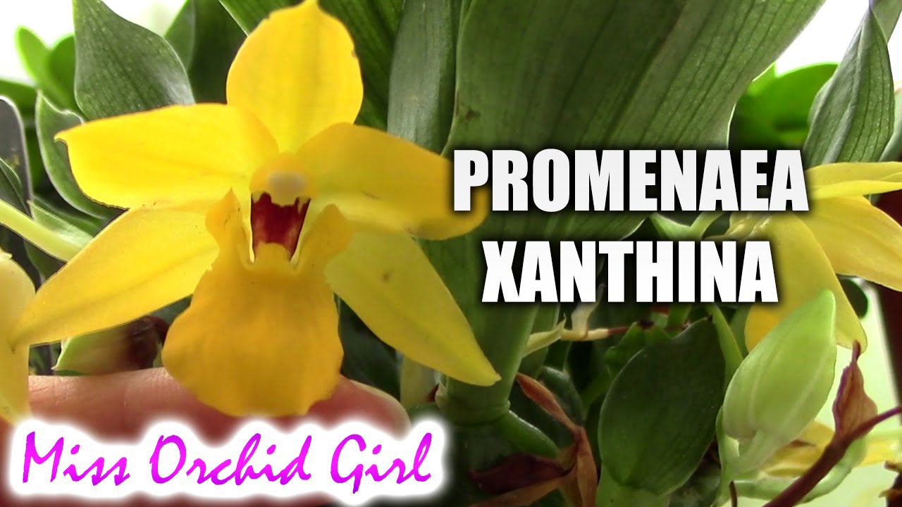 Променая ксантина (цитрина) &ndash; миниатюрная орхидея.