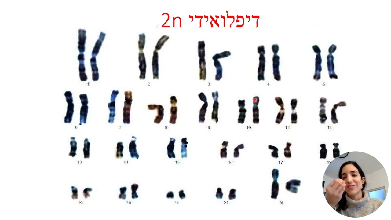 מיטוזה, מחזור חיי התא ושכפול הדנ