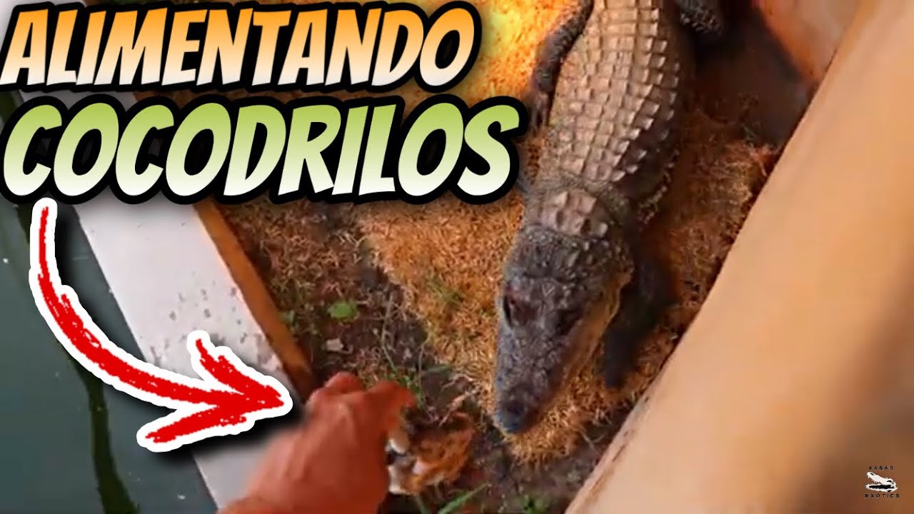 Así Son Mis Días En El Criadero De Reptiles!!!