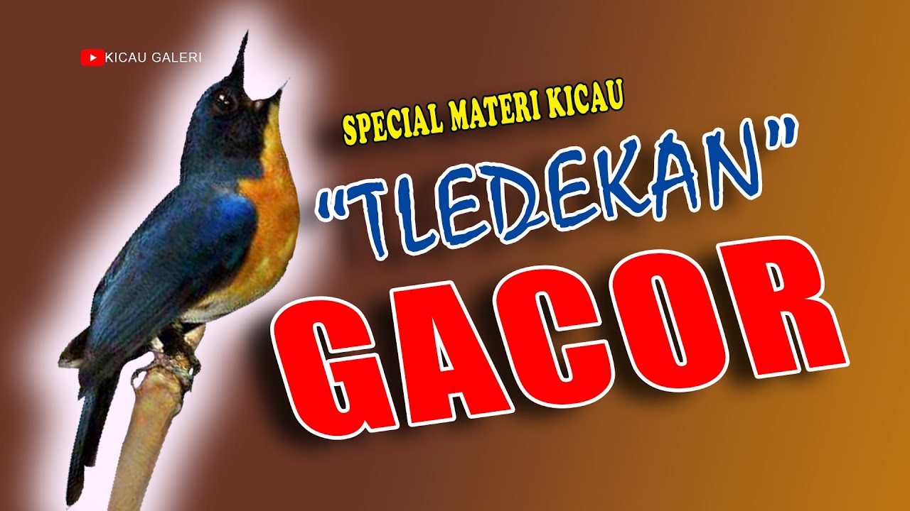 TLEDEKAN GUNUNG GACOR  Cocok Untuk Pancingan Dan Masteran kicau