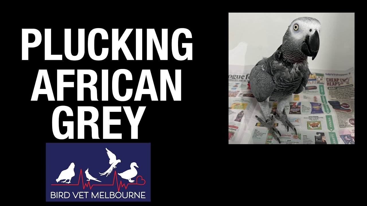 Plucking African Grey gets a checkup at Bird Vet Melbourne