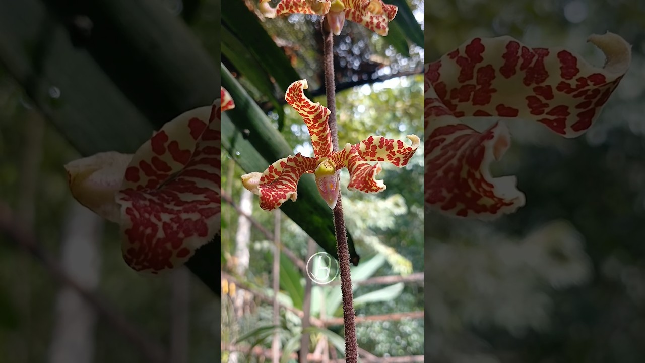 Dimorphorchis lowii