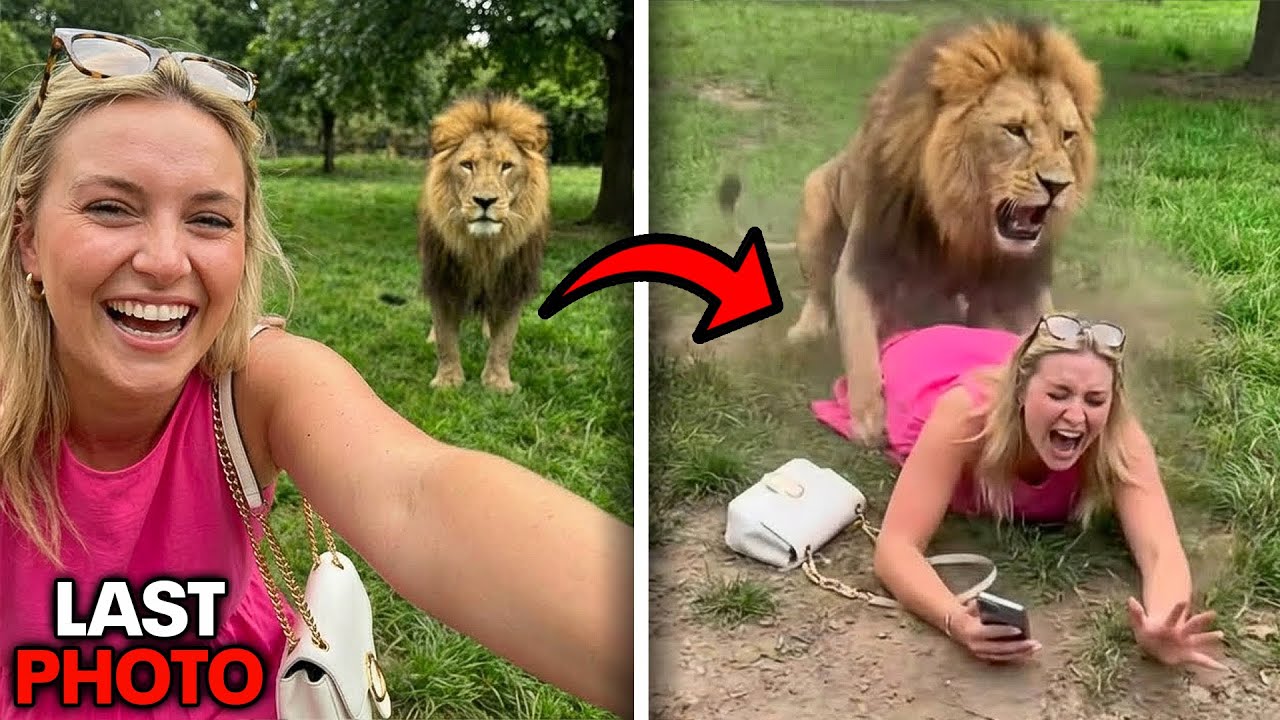 Wanneer DOMME mensen worden AANGEVALLEN door dieren