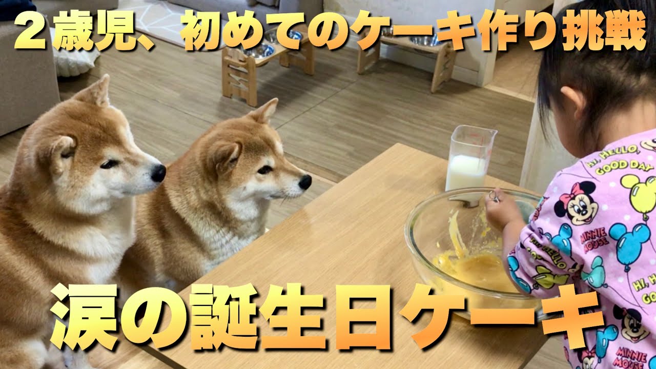 柴犬に見守られ初めてのケーキ作りに挑戦する２歳児。涙の理由とは…
