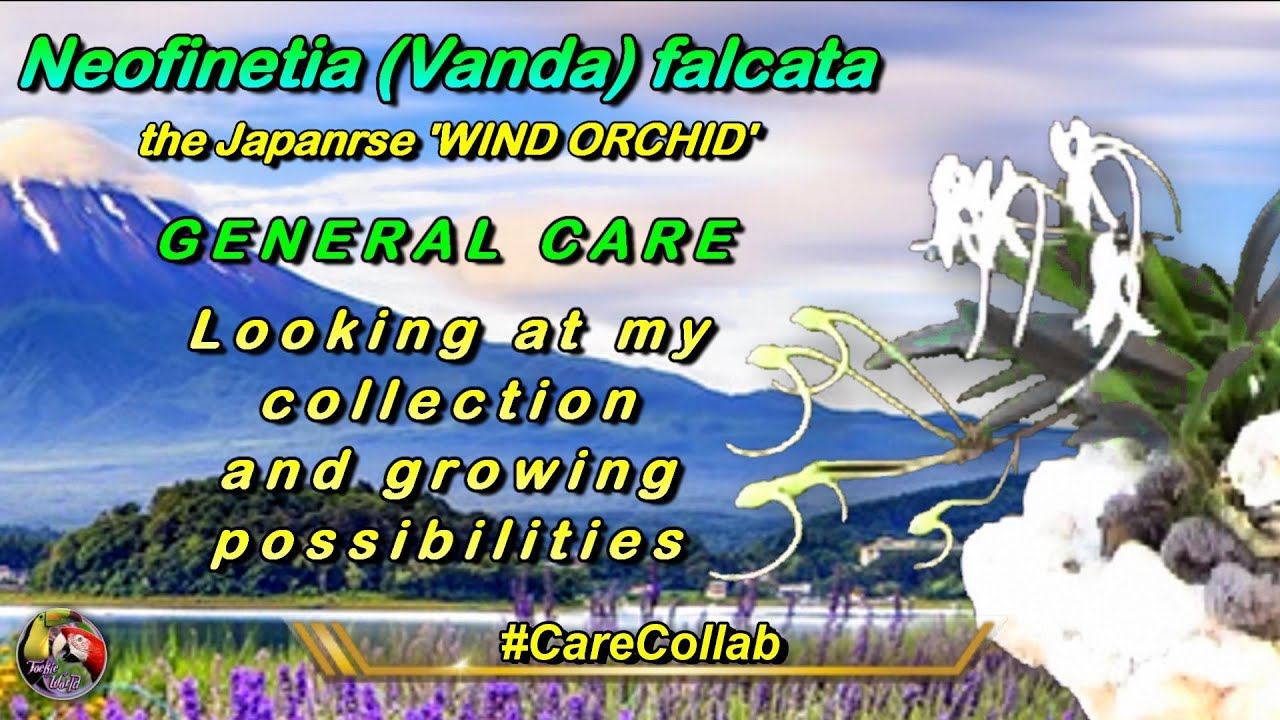Neofinetia (Vanda) falcata, t' #CareCollab - GENERAL CARE - my collection and growing possibilities