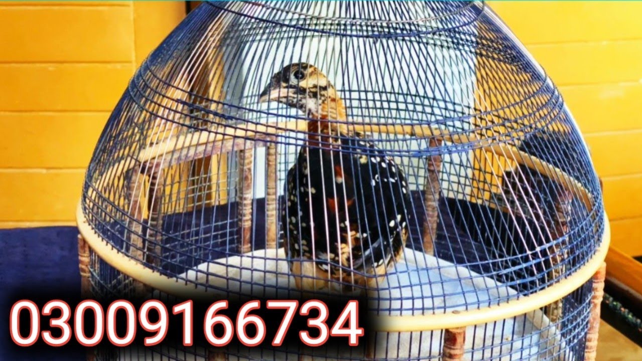 Pure Sheedi Taloor Nasal Kali Teetar Ka bachi🔥