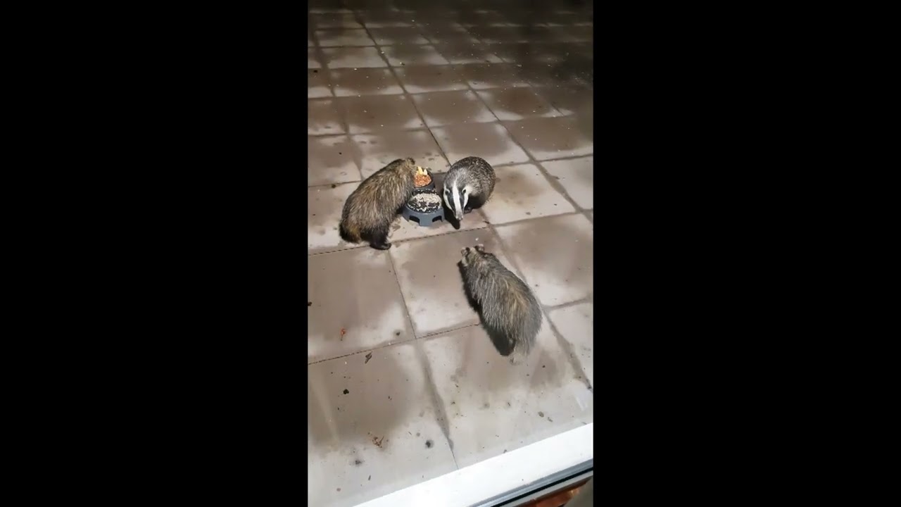 What Are They Saying? 3 European Badgers Eating Supper
