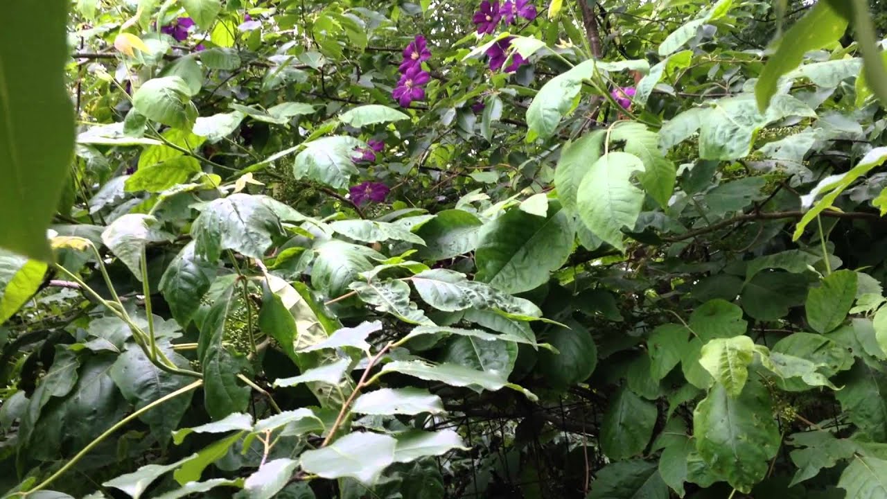 Dark Purple Flowers in the Canopy over the Lagoon