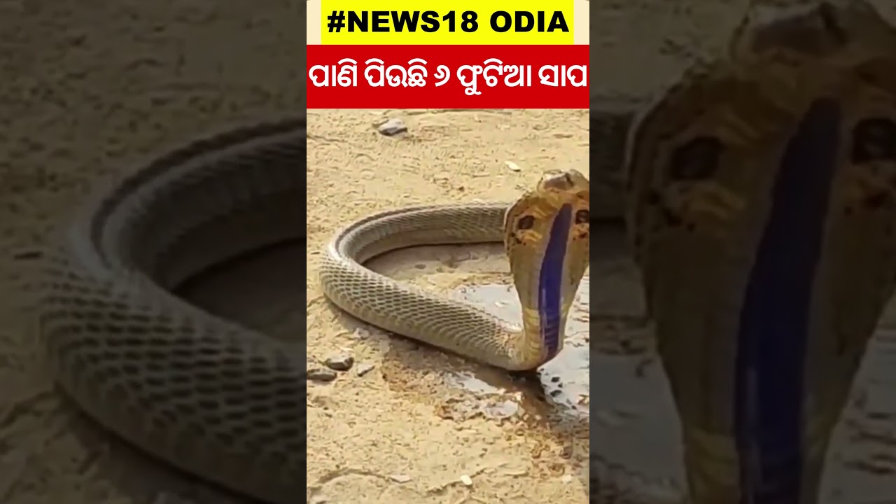 ସାପ ପିଉଛି ପାଣି  । Snake। Odia News। #local18